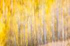 USA, Utah. Wasatch Mountains blur of Aspen in fall color along Highway 39 Art Print